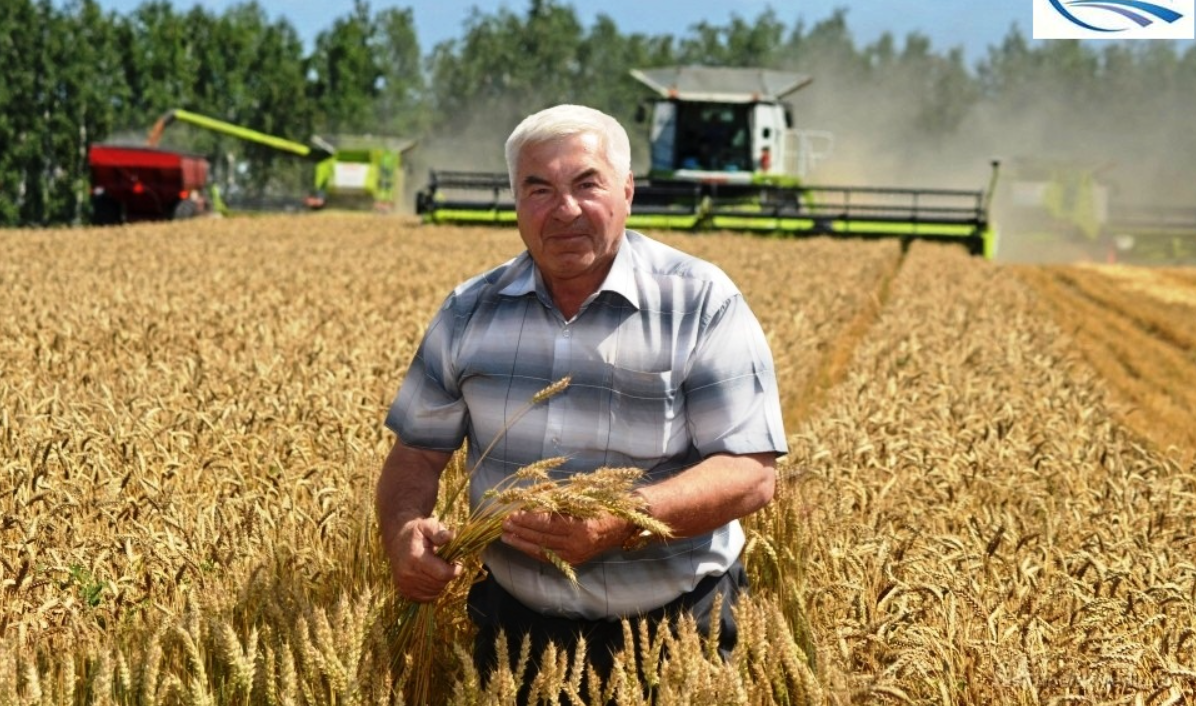 Grain Crisis in Russia: Logistics Breakdown and Unprofitable Prices Threaten Farming Sector