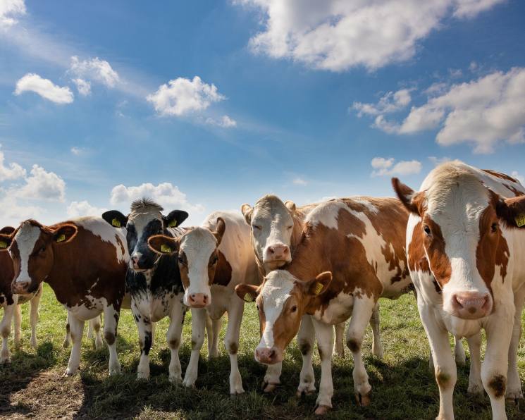 Массовый забой скота в России: пастереллез, протесты и обвинения «Мираторга»