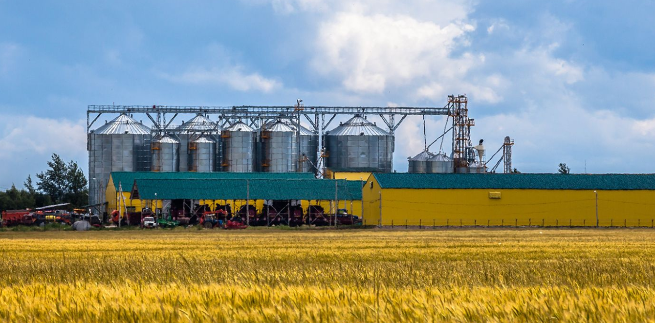 Grain Crisis in Russia: Logistics Breakdown and Unprofitable Prices Threaten Farming Sector